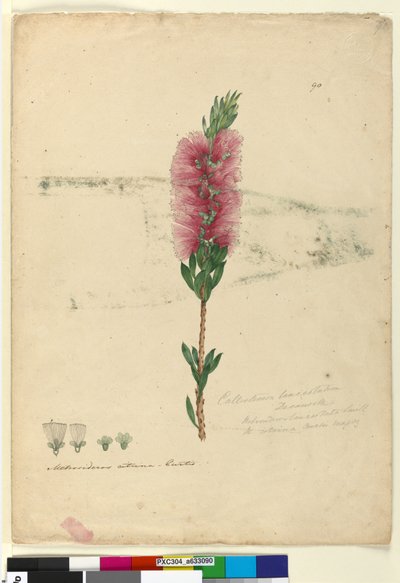 Page 90. Callistemon lanceolatus Callistemon citrinus by John William Lewin